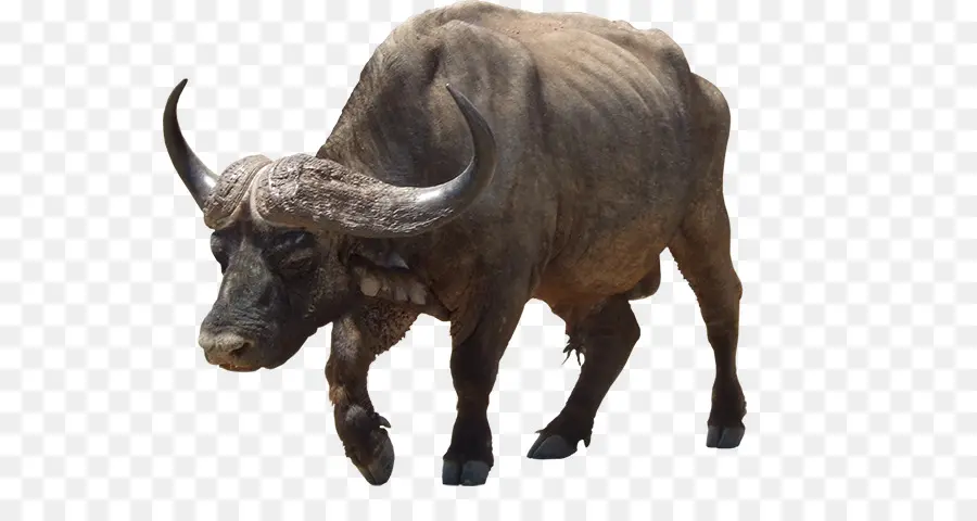 Yak，Mammifère PNG