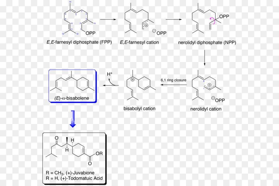 La Biosynthèse De L，Mevalonic Acide PNG