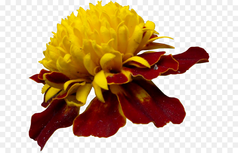 Chrysanthème，Les Fleurs Coupées PNG