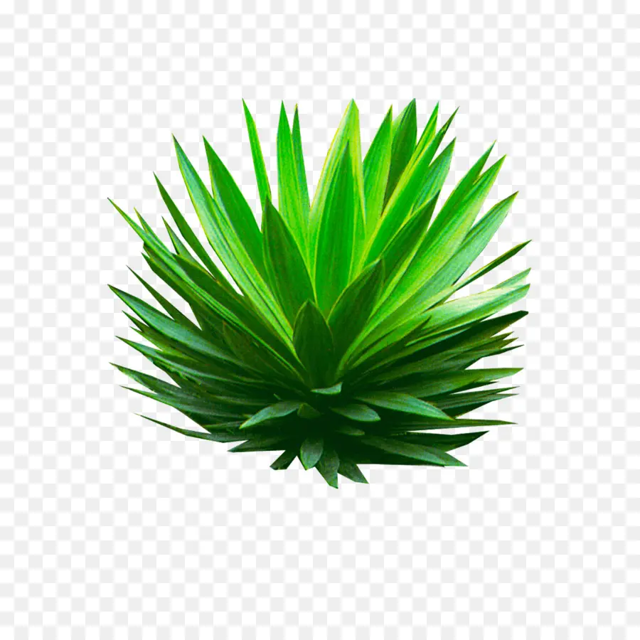 Agave Azul，Les Plantes PNG