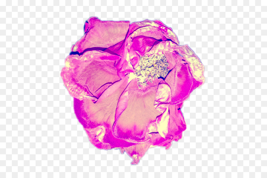 Les Roses De Jardin，Fleur PNG