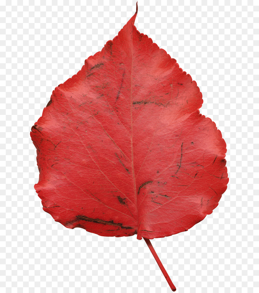 Feuille Rouge，Automne PNG