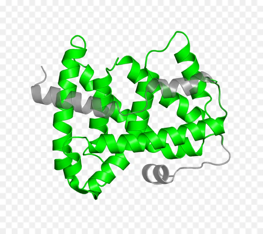 Structure Des Protéines，Molécule PNG