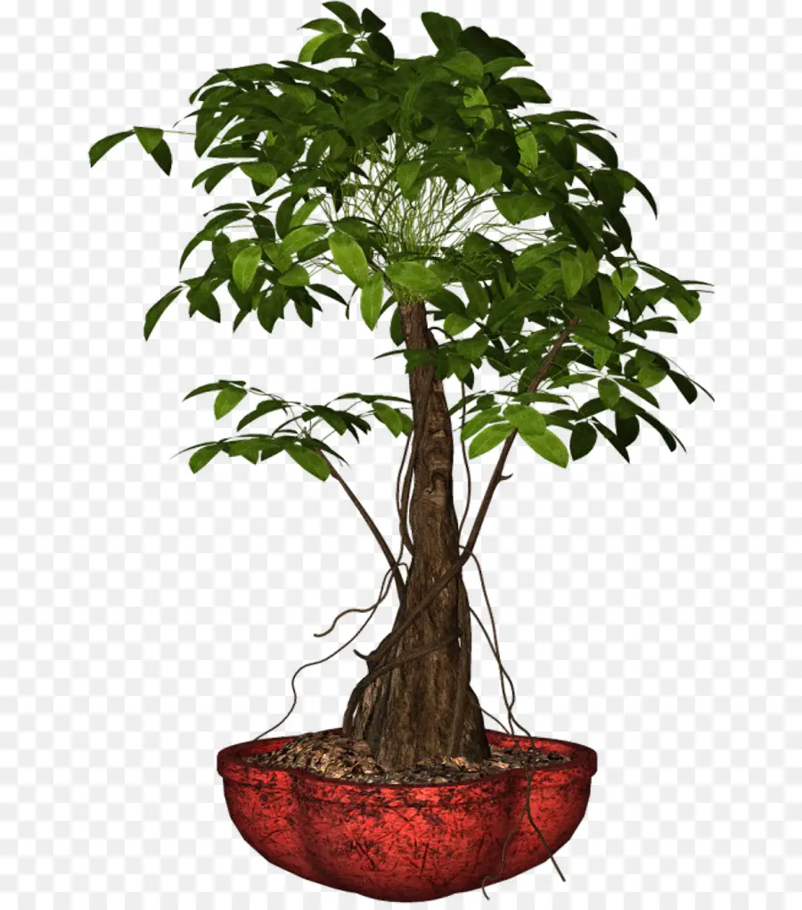 Arbre En Pot，Feuilles PNG