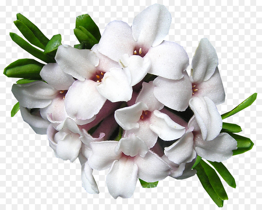 Fleur，Upper Hutt PNG