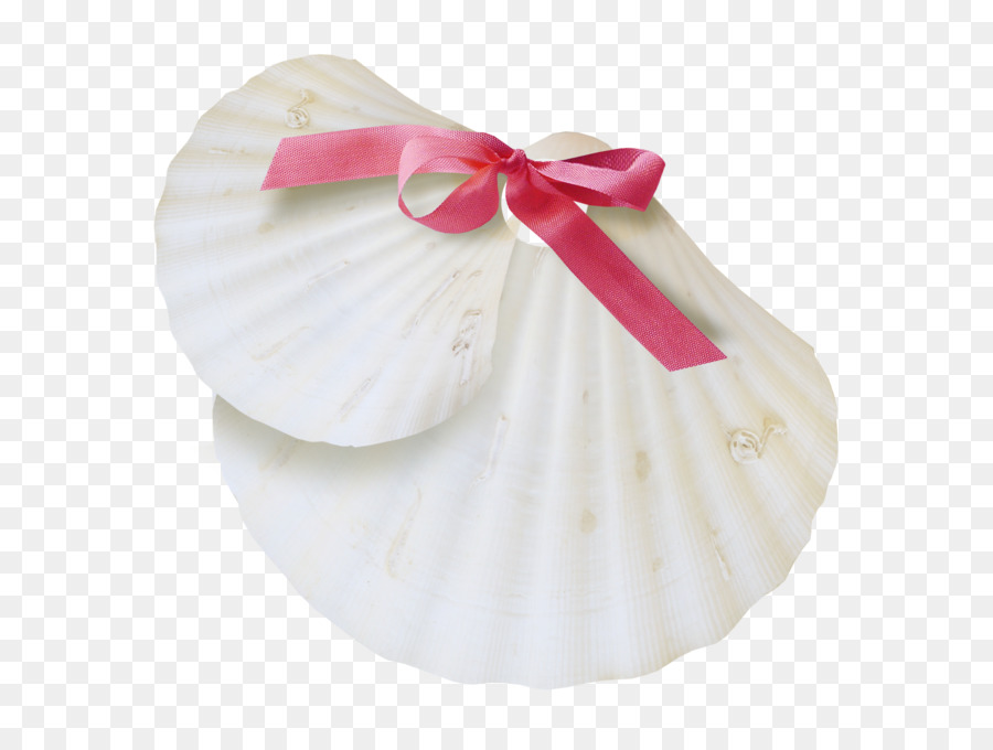 Coquillage，Blanc PNG