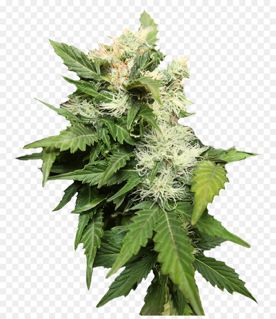 Le Cannabis，De La Graine PNG