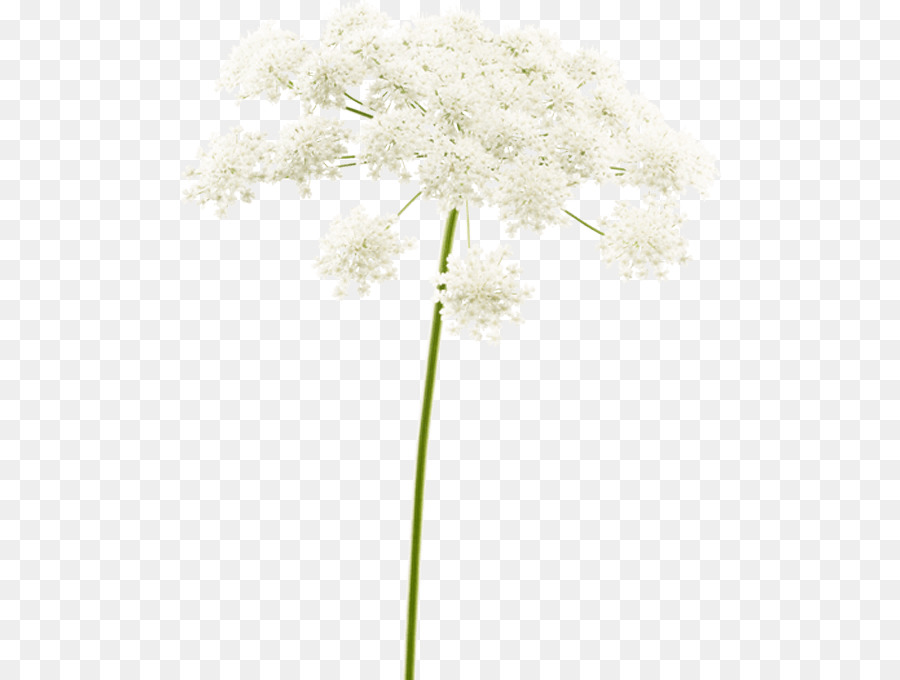Fleur，Tige De La Plante PNG