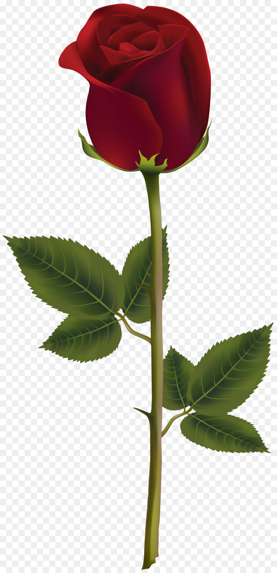 Rose，Rouge PNG