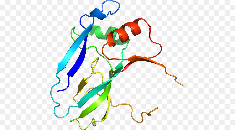 Structure Des Protéines，Biologie PNG