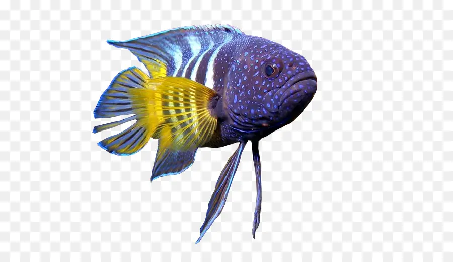 Poisson Coloré，Aquatique PNG