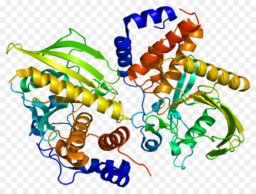 Structure Des Protéines，Molécule PNG