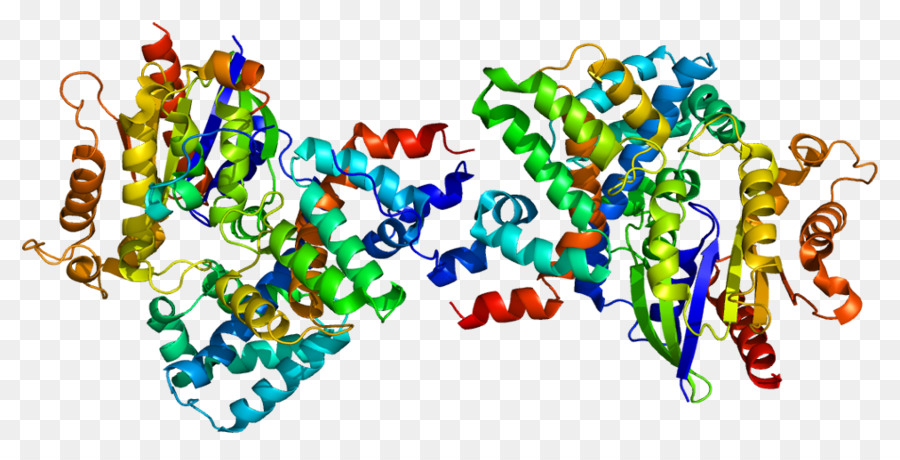 Structure Des Protéines，Molécule PNG