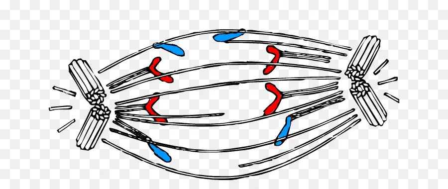 Diagramme De Division Cellulaire，Chromosomes PNG