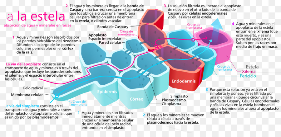 Racine，L Apoplaste PNG