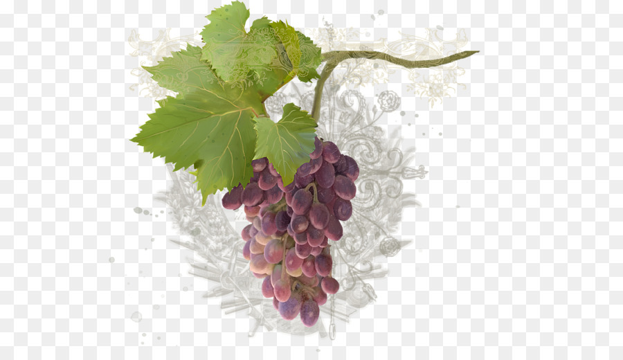 Raisins，Vigne PNG