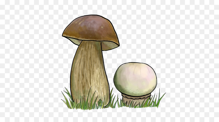 Pleurotus Eryngii，Penny Bun PNG