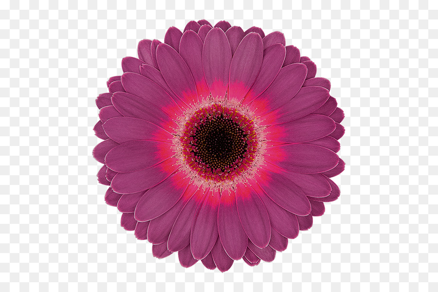 Fleur，Fleurir PNG