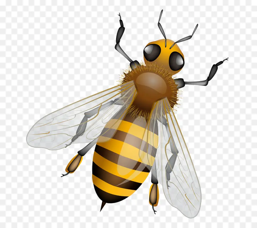 Abeille，L Abeille à Miel PNG