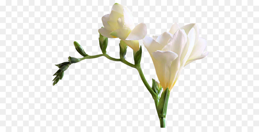 Lys Blancs，Fleurs PNG