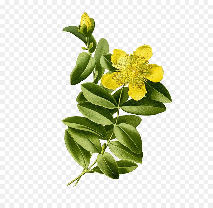 Aarons Barbe，Perforer St Johnswort PNG