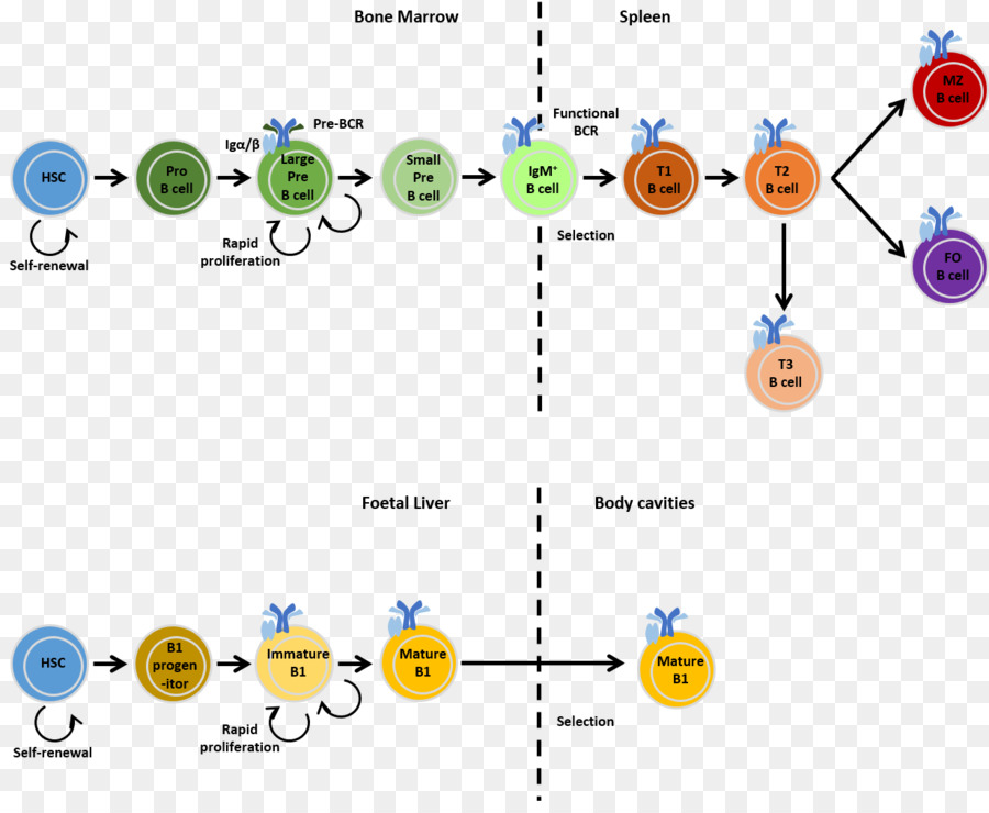 Diagramme，La Technologie PNG