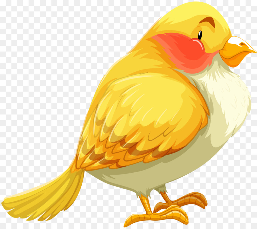 Oiseau，Plume PNG