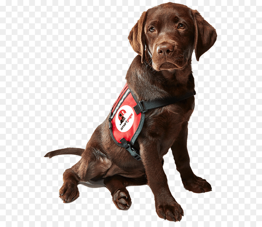 Le Labrador Retriever，Race De Chien PNG