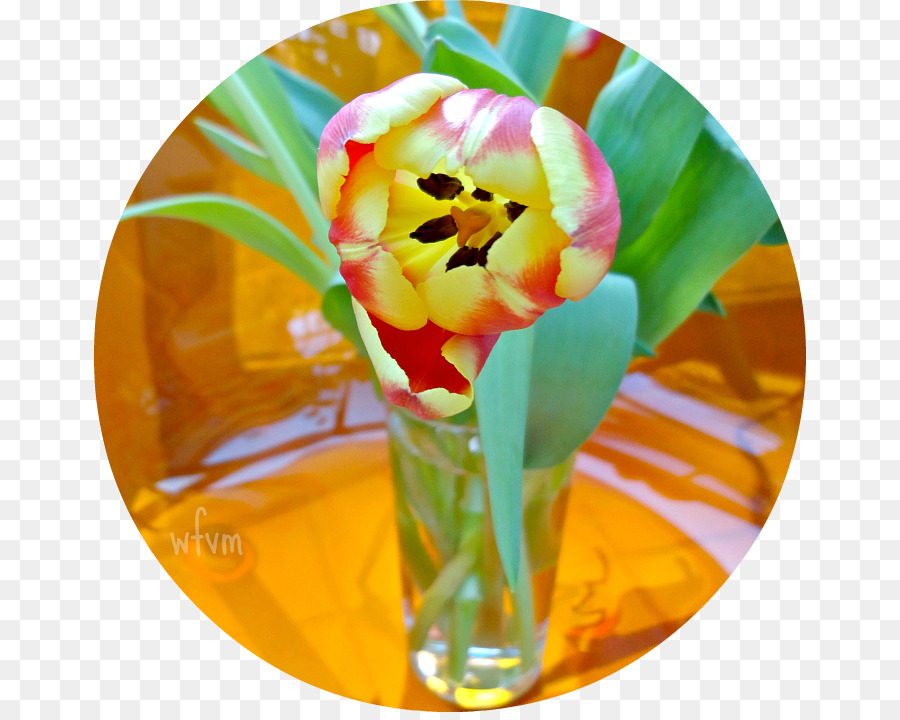 Tulip，Les Fleurs Coupées PNG