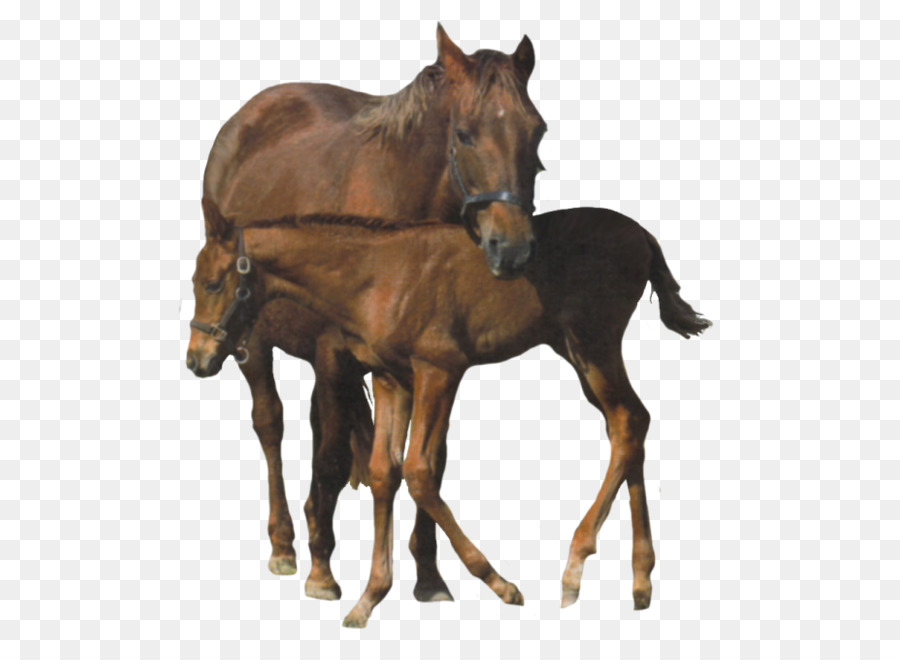 Chevaux，Poulain PNG