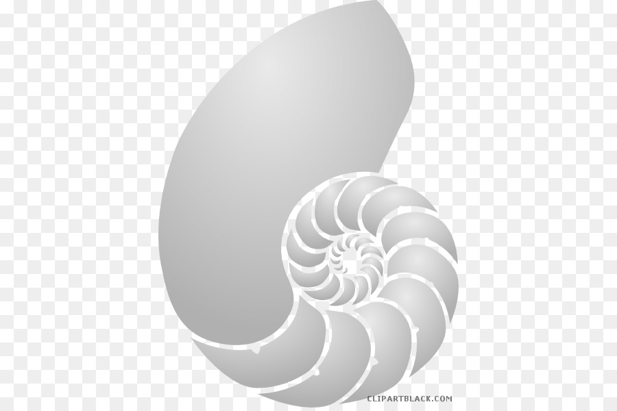 Coquille De Nautilus，Spirale PNG