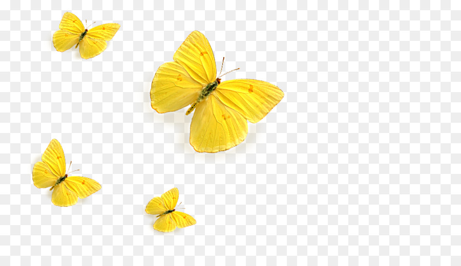 Papillons Jaunes，Insectes PNG