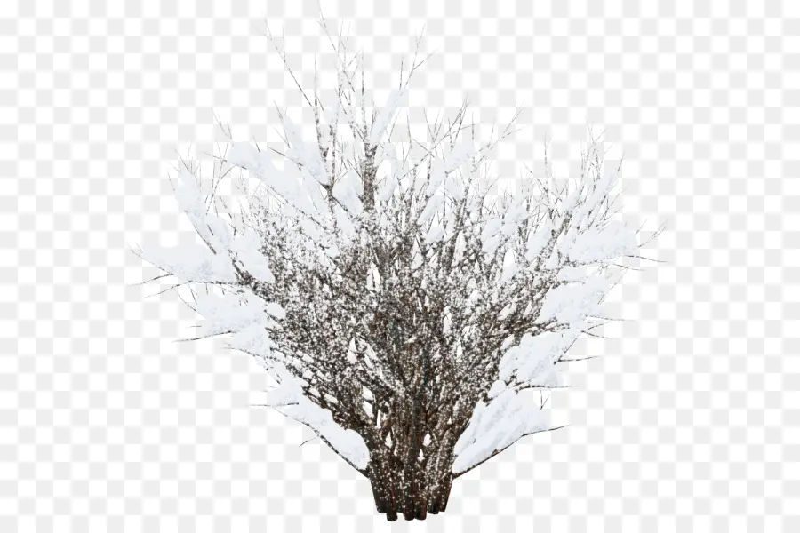 Arbre Blanc，Succursales PNG