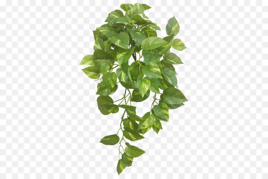 Plante Suspendue，Lierre PNG