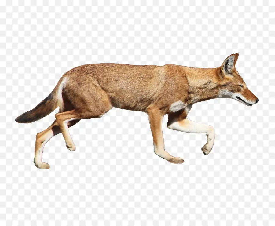 Coyote，Chien PNG