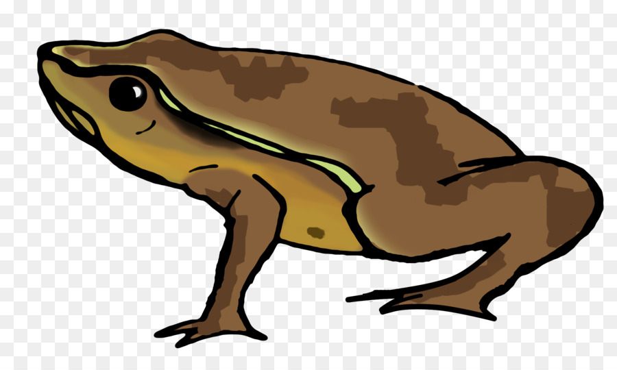 Crapaud，Grenouille PNG