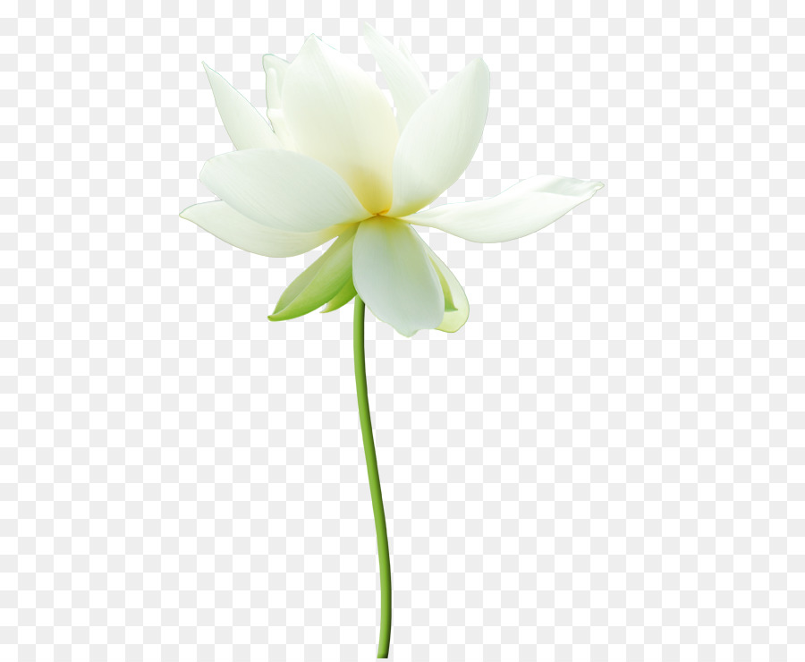 Fleur De Lotus Blanc，Lotus PNG