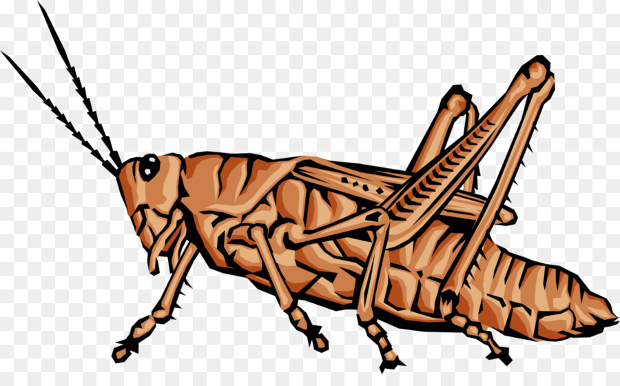 Sauterelle，Animal PNG