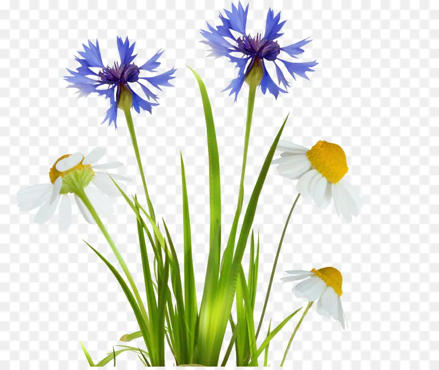 Fleurs Sauvages，Bleu PNG