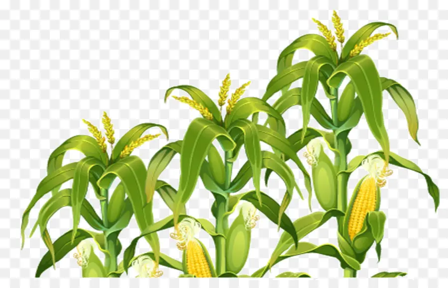 Plants De Maïs，Maïs PNG