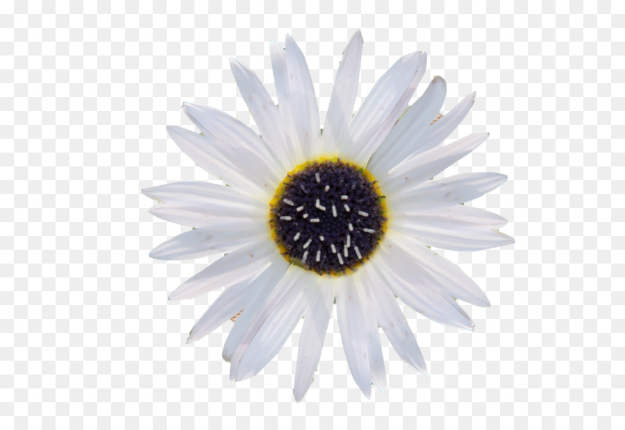 Marguerite Blanche，Marguerite PNG