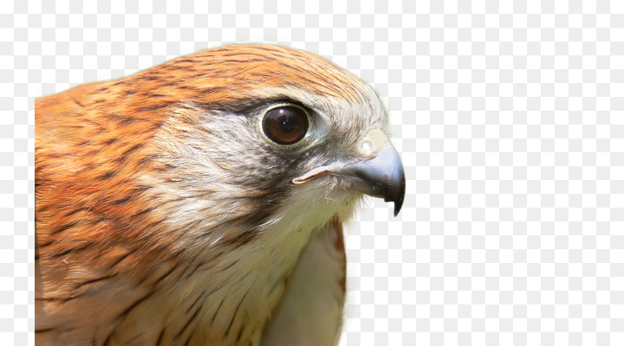 Faucon，Oiseau PNG