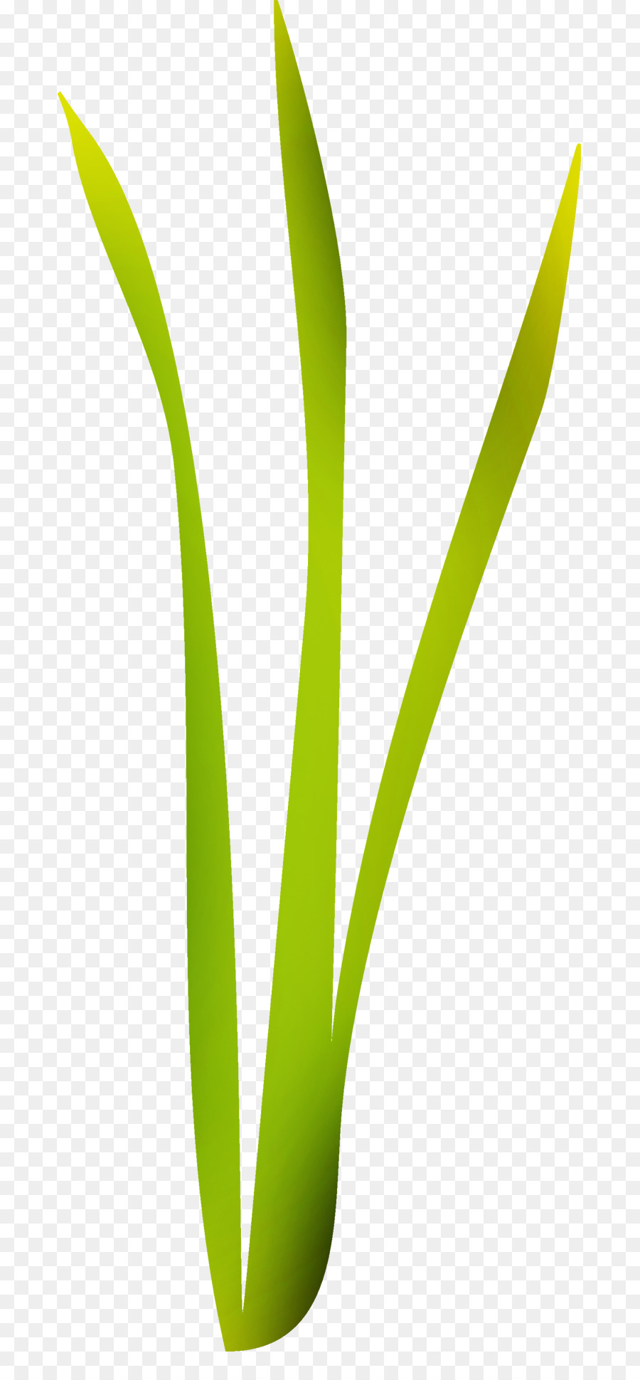 Plante Verte，Feuilles PNG