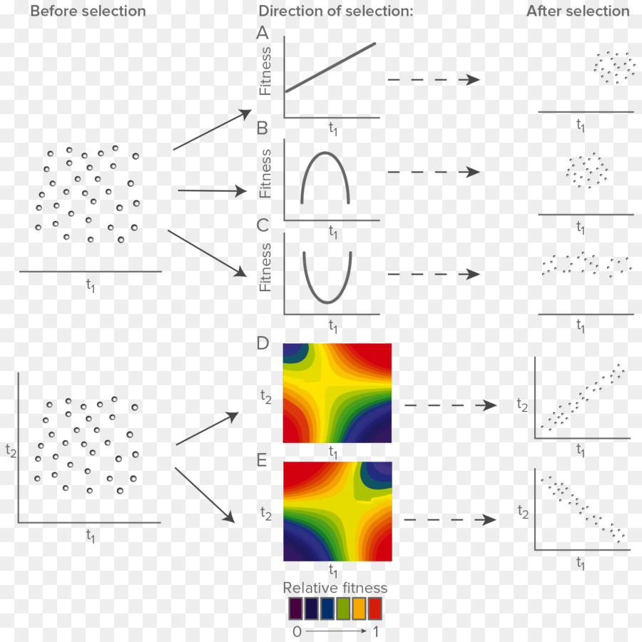 La Sélection Directionnelle，La Sélection Naturelle PNG