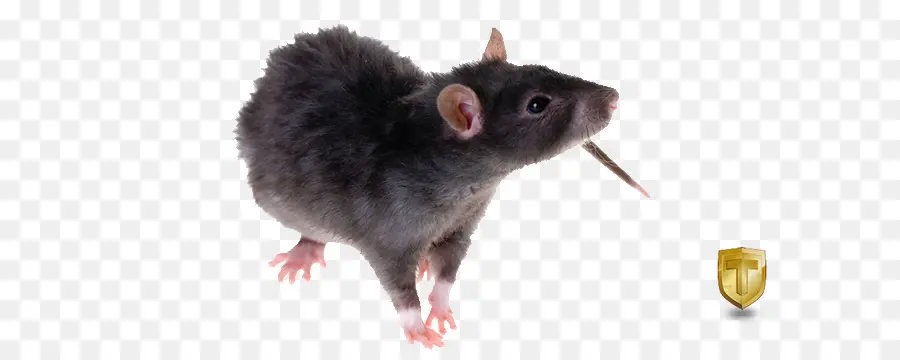 Rat Brun，Les Rongeurs PNG
