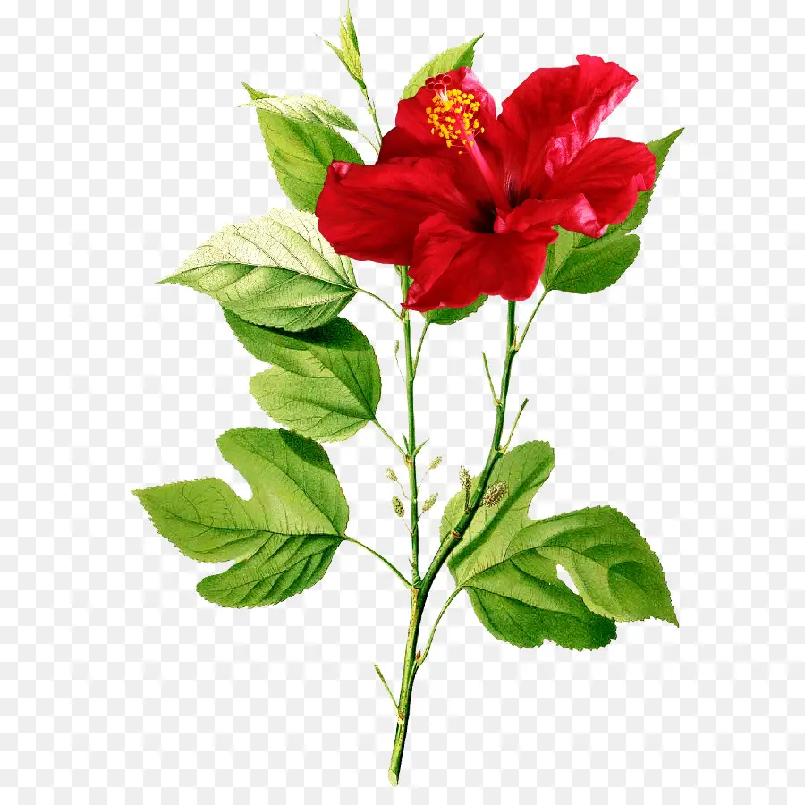 Fleur Rouge，Feuilles PNG