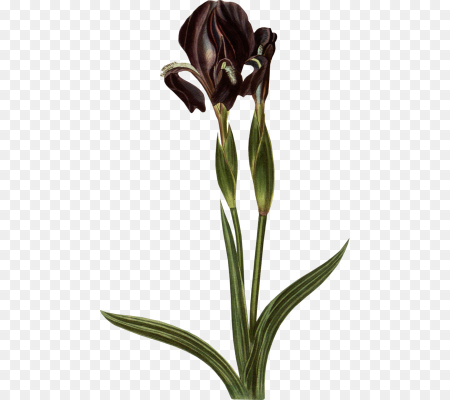 Fleur D'iris，Fleurir PNG