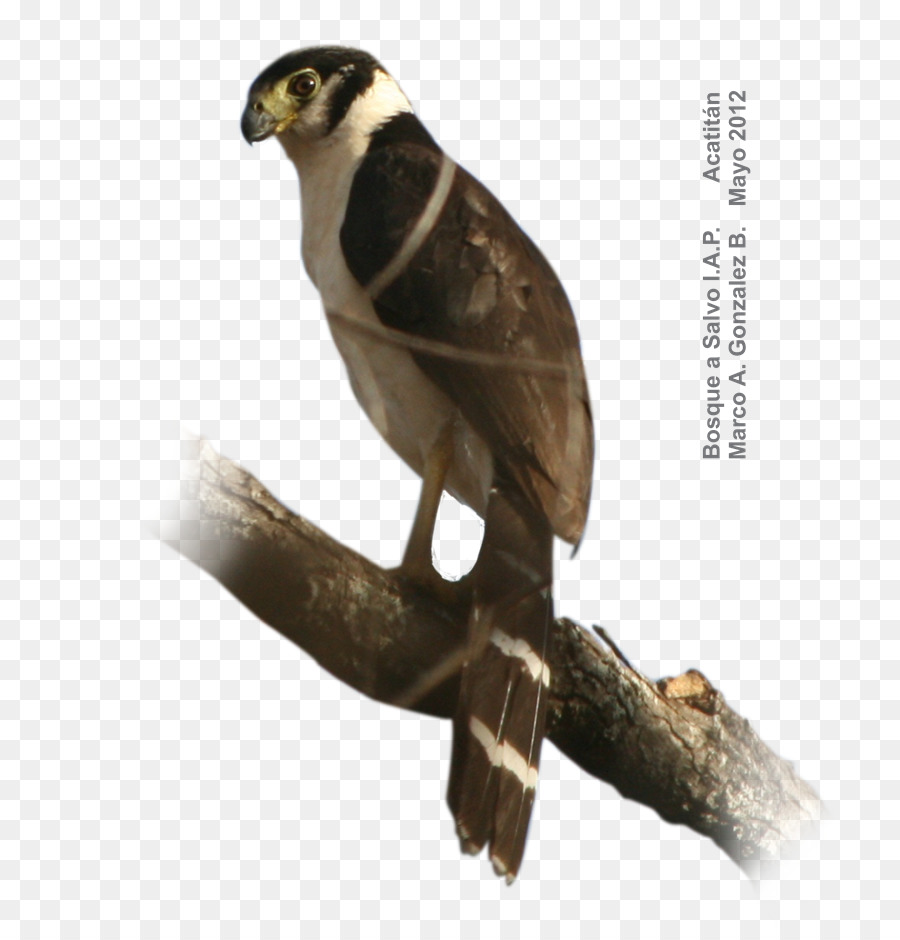 Collier Forêt Falcon，Prescription De La Forêt Falcon PNG