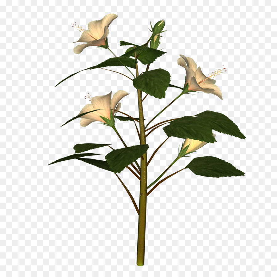 Lys Calla，Feuilles PNG