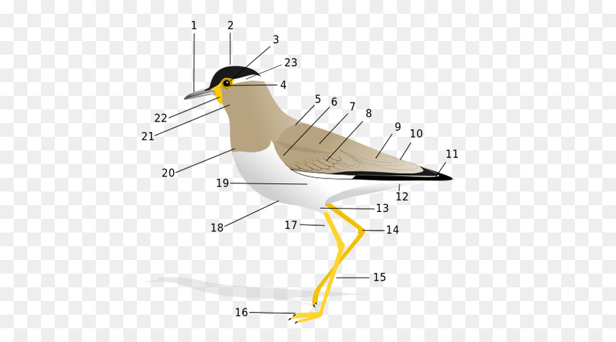 Diagramme D'oiseau，Oiseau PNG